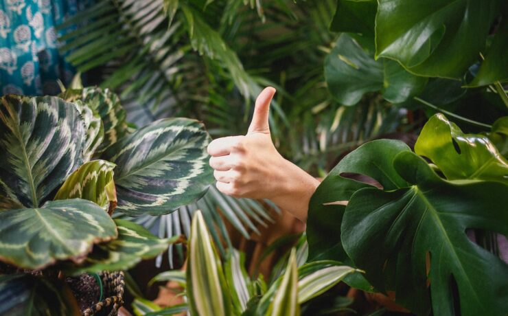 a thumb up in a tree